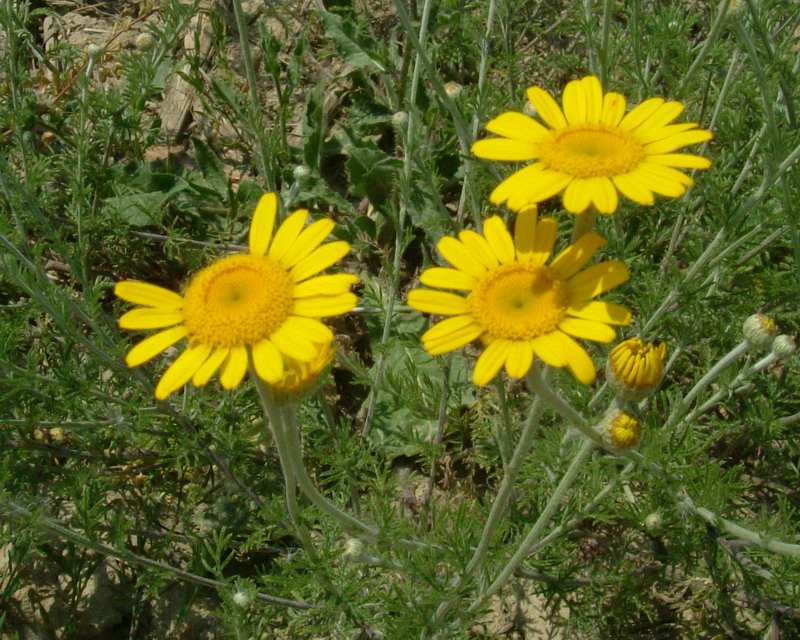 Cota tinctoria